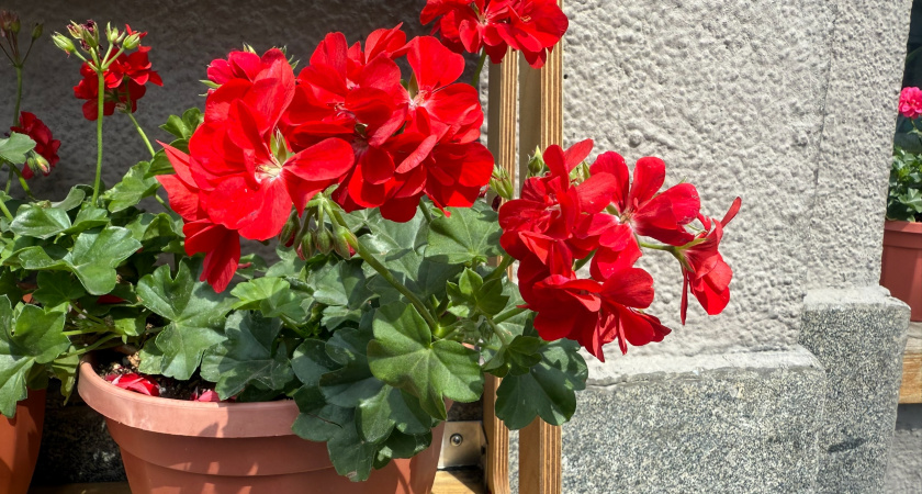 3 гр. в воду — и герань не унять: цветет пышными шапками круглый год — цветоносов хватит на 30 букетов