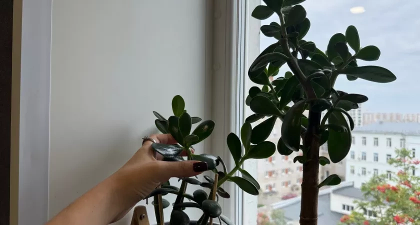 "Яичная болтушка" для толстянки - полезнее сотен подкормок: 1 стакан в горшок - и суккулент растет мощнее баобаба