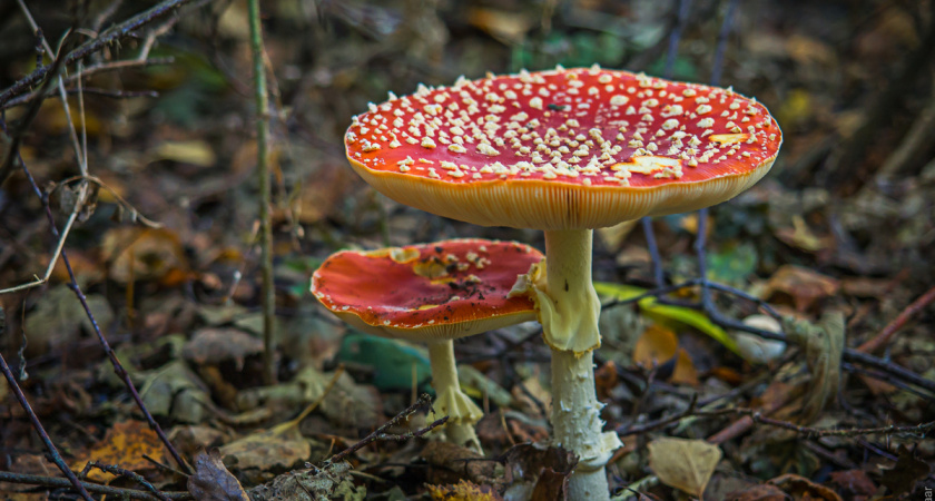 Узнал, зачем опытный грибник собирает мухоморы для жены и тещи: Они благодарят и просят еще