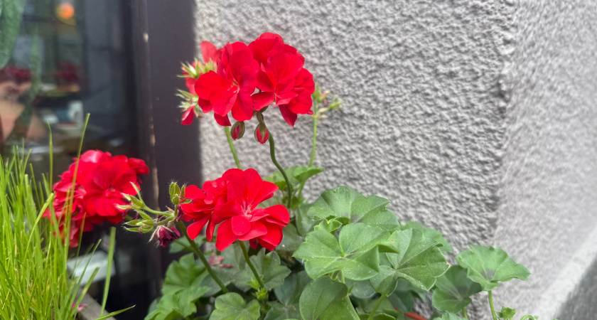 Для цветения герани — в сентябре срочно: 2 ампулы под корешок — и пеларгония роскошнее шапки Мономаха