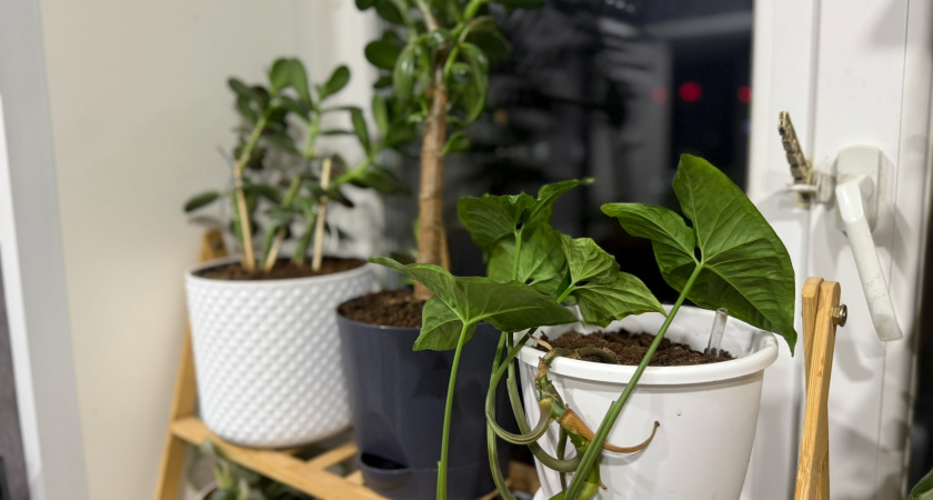 1 ст. л на 1 л воды — и декабрист цветет круглый год: шлюмбергера стреляет бутонами как из пушки