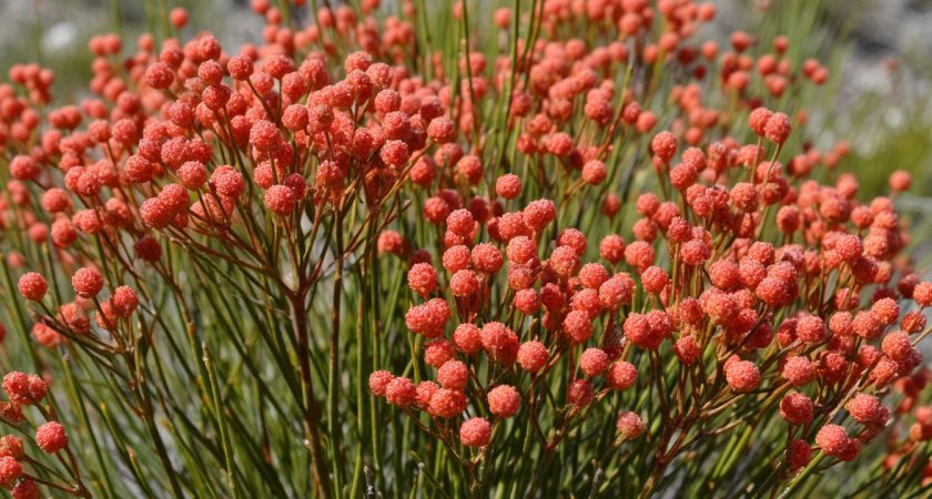 Крестьянин-бессеребренник сколотил состояние на местном хвойнике: Сначала соседи крутили у виска - потом захотели долю