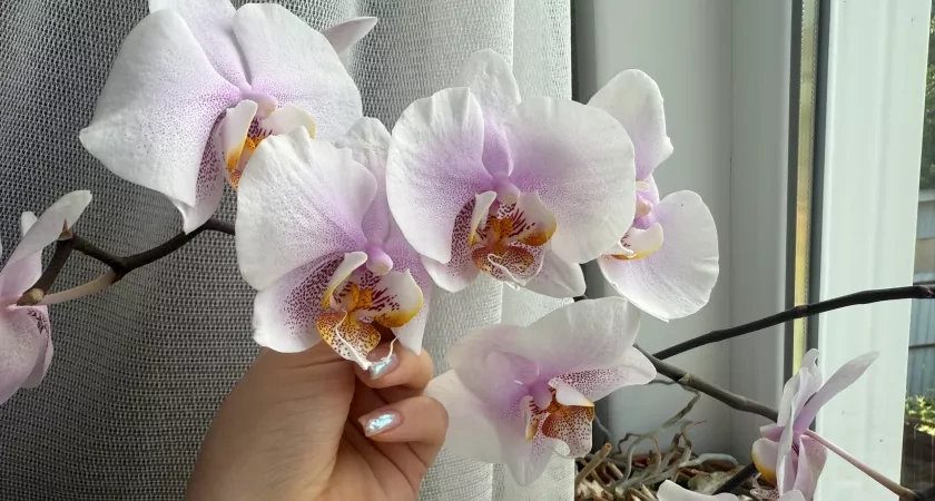 В октябре орхидея только этого и ждет: 0,5 гр. на 3 л. воды – и даже чахлый фаленопсис рванет в рост