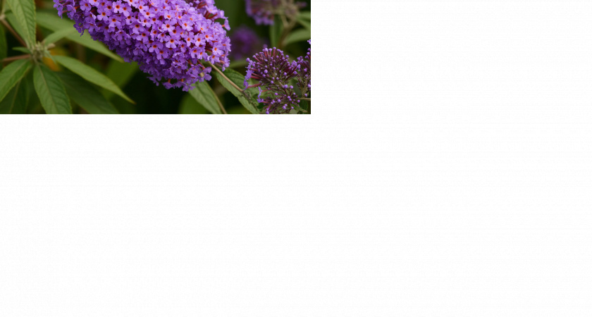 Этот эффектный многолетник затмит все известные вам цветы: пышные лиловые облака радуют до октября