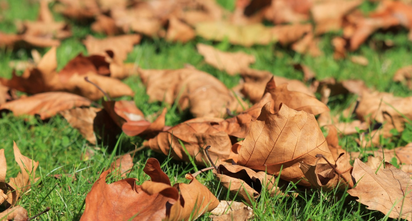 Больше не выбрасываю листья в мусор: Добавляю в мешок листвы 1 стакан средства — получаю компост в разы лучше навоза