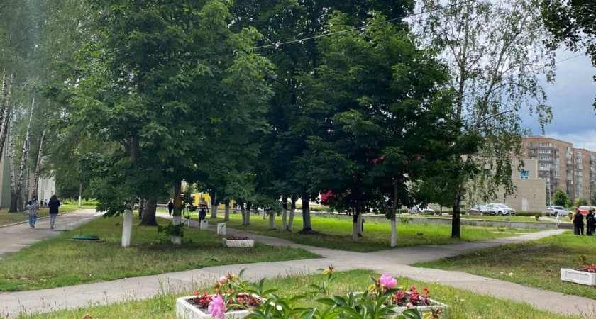 На улице Горького в Рязани вырубили больные деревья