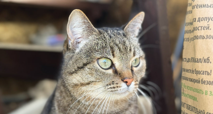 Тайный язык кошек: зачем кошки нюхают дыхание хозяина 