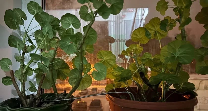 Для замиокулькаса и герани — обязательно: 5 г. в воду — и даже чахлые растения пойдут в рост