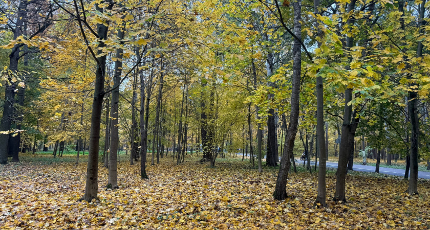94-летнюю женщину нашли живой в лесу под Рязанью
