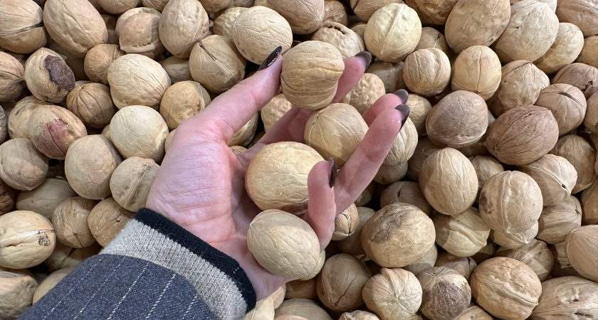 Рязанские дачники собрали урожай грецких орехов