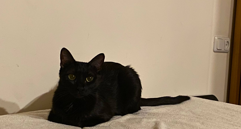 Почему кошки пинаются задними лапами: зоопсихологи раскрыли сигналы питомца - не знают даже опытные кошатники