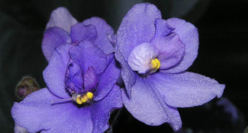 Обрезаю длинную "шею" фиалку за 5 минут: простой способ омоложения - эффектная розетка готова дарить бутоны