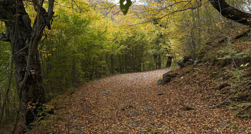 В рязанских лесах появились съедобные брикеты для диких животных