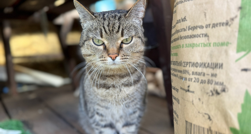 В касимовской деревне ввели карантин из-за бешенства