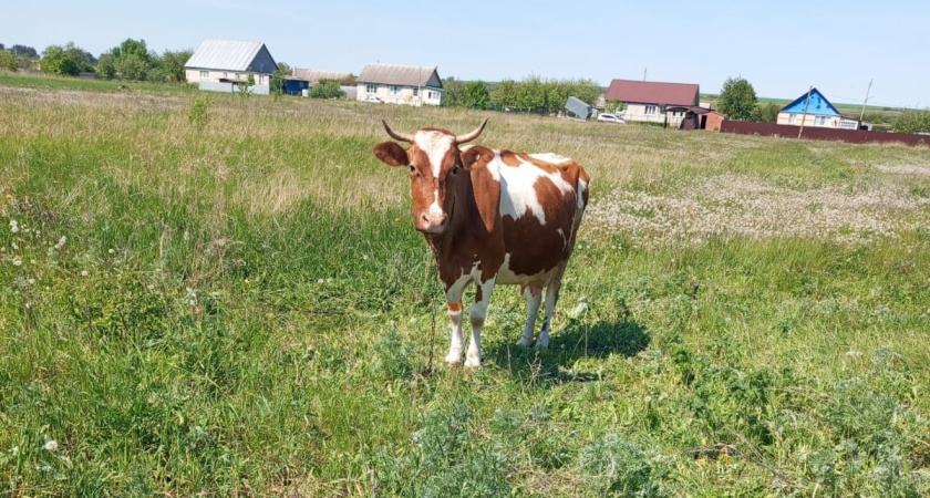 В рязанских деревнях сняли карантин по лейкозу скота