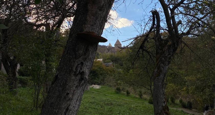 Рязанский лес возглавил рейтинг самых загадочных мест России