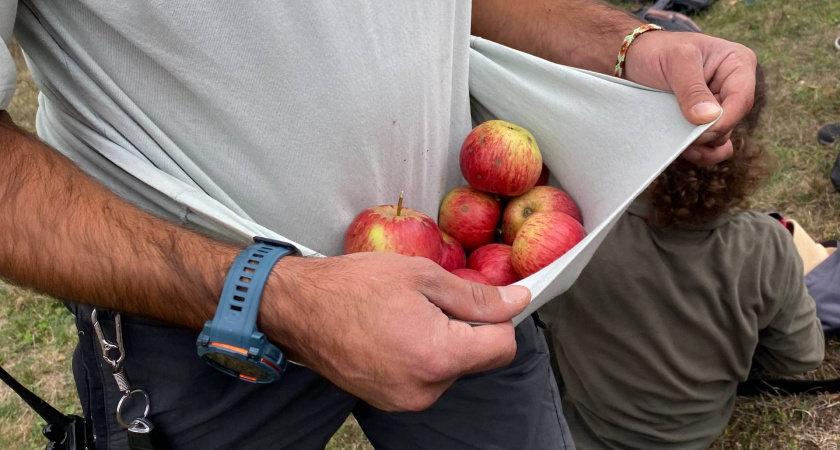 В Шацком районе собрали урожай гигантских яблок
