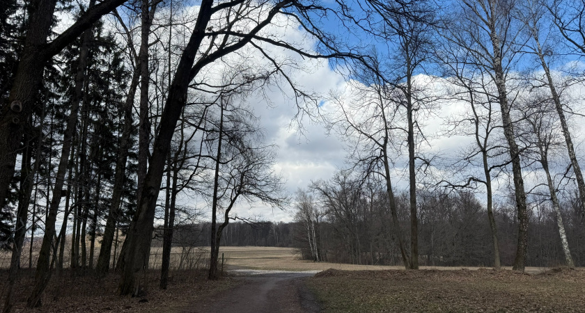 В Рязанской области высадят сотни деревьев