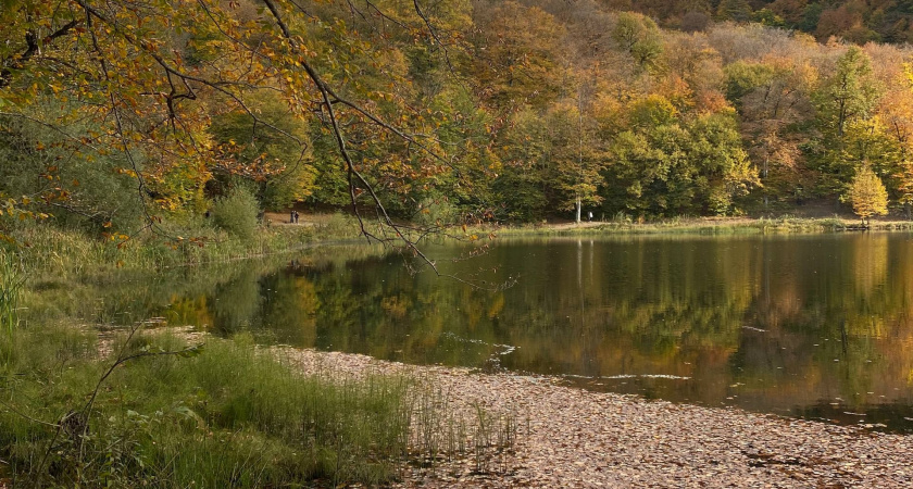 Рязанские леса готовят к будущему сезону