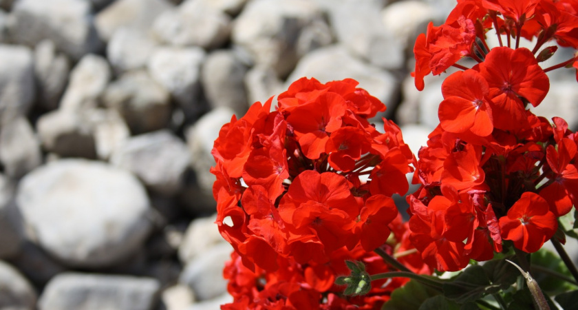 Поливаю герань в октябре по 3 правилам: зимой завалит пышными шапками - ни гнили, ни сухих веток