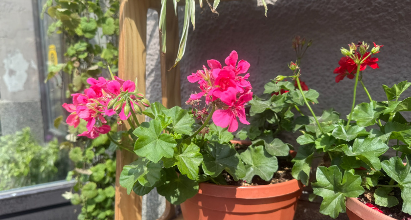Поливаю пеларгонию методом "полгоршка": растет как не в себя - всю зиму радует цветами