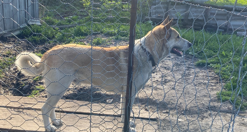 Стая бродячих собак пугает жителей Дядьково