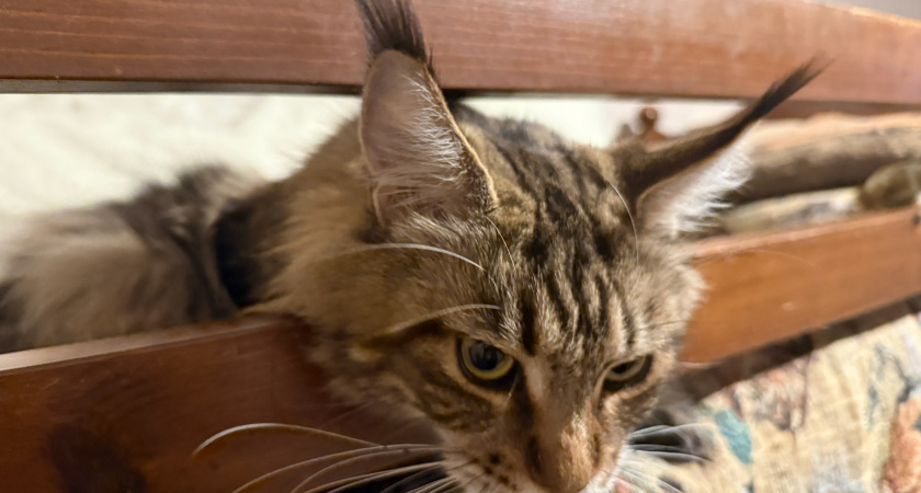 Почему кот постоянно мяукает без причины и ходит по дому: зоопсихологи раскрыли тревожные сигналы - а многие даже не замечают