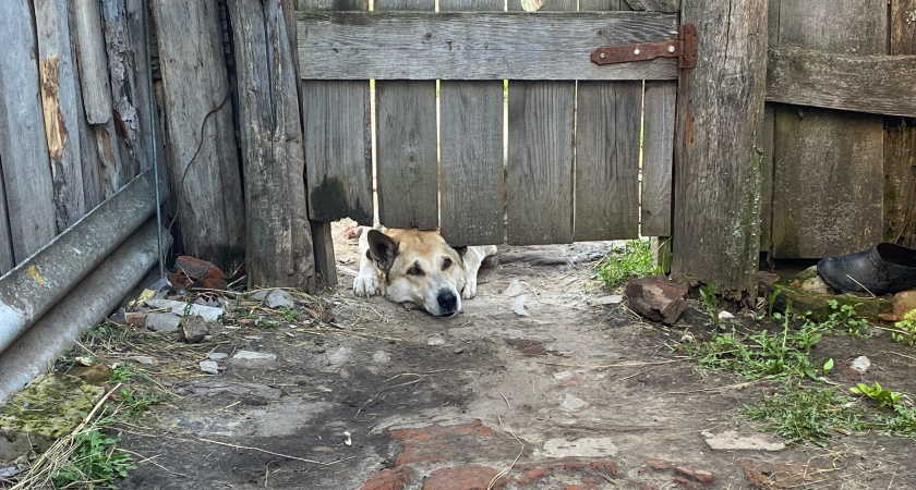 Стая бездомных псов поселилась на детской площадке в Рязани