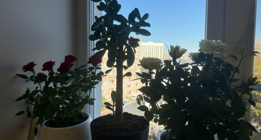 10 комнатных растений, которые выживут зимой даже в темноте: не тенелюбивые, а теневыносливые цветы - они есть почти у всех