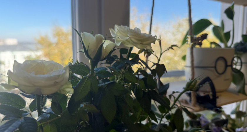 Тельцам — замиокулькас, Ракам — спатифиллум: какое из комнатных растений подходит вам по знаку Зодиака