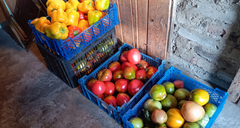 Почему в этому году в деревнях резко перестали сажать огороды: заехал и узнал у местных - нашли более прибыльное дело