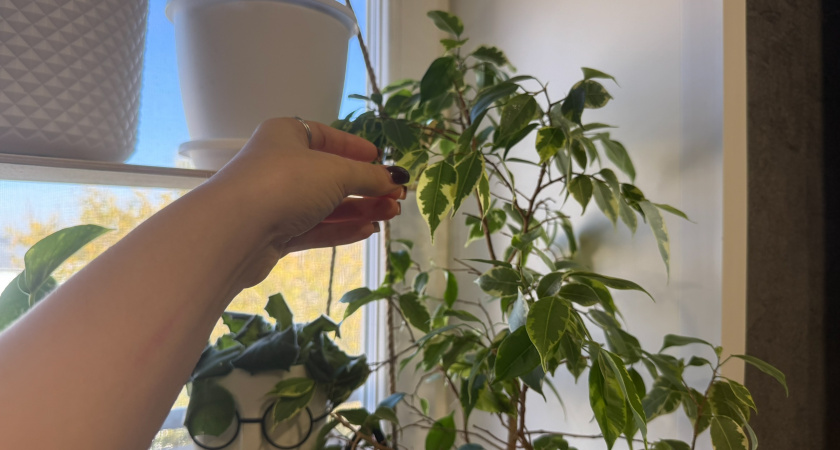 Раз в 12 дней отправляю фикус в "баню": кончики листьев больше не сохнут и не облетают - пышная крона обрастает зеленью  