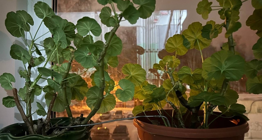 Беру 2 ложки средства — и унылая герань превращается в цветущую красавицу: бутоны лезут лучше, чем летом