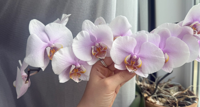 Растворяю таблетку в 2 литрах воды - и под корень способом "погружения": орхидеи цветут зимой без устали