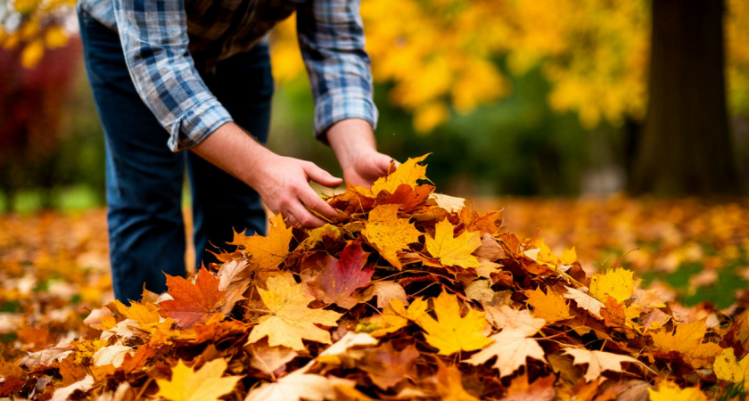 Опавшие листья в ноябре «наваливаю» только в 5 мест на даче: весной огород не узнать - пышет плодородием