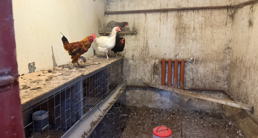 Самые "выгодные" птицы в деревне уже не куры: почему деревенские жители резко поменяли свои интересы