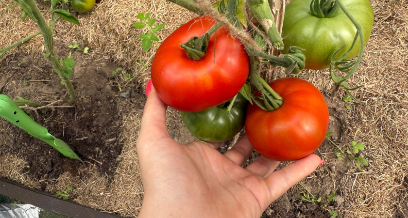 Весной сажаю только его: один сорт томатов станет королем на грядке — урожай собираю тележками