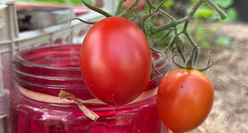 Мой подоконник всю зиму кормит семью: узнал секрет ноябрьского посева и получаю 8 кг огурцов без хлопот 