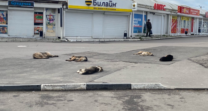 Рязанка избежала нападения стаи бродячих собак