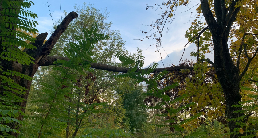 Возле деревни Полково появился новый лес