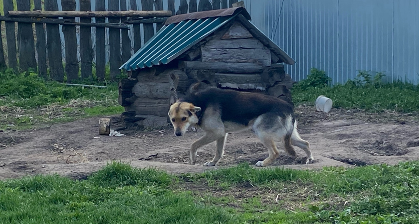 В Шиловском районе начинается отлов бездомных собак