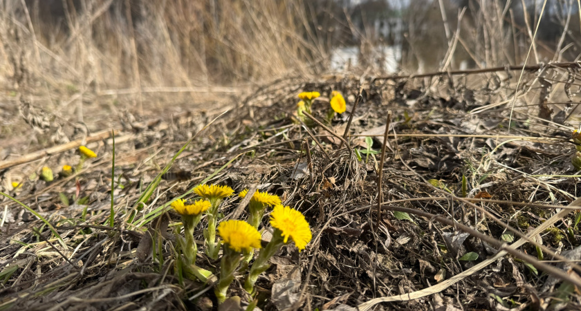 Зачем подростки ходят по пустырям с лопатами и выкапывают сорняки: секретные корешки разлетаются на маркетплейсах за большие деньги