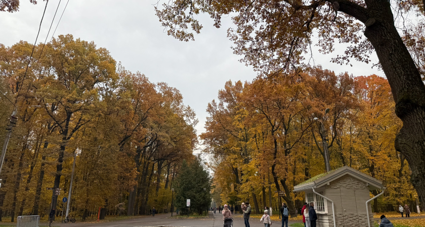 Ноябрьский каприз: синоптики обещают рязанцам потепление до +11°С