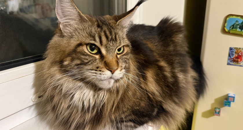 Зоопсихолог Соннова рассказала рязанцам, нужно ли стричь кота