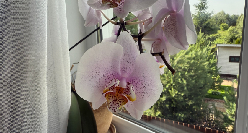 Поливаю орхидею японским способом: 3 капли чесночного сока в горшок - любуюсь цветущей шапкой всю зиму