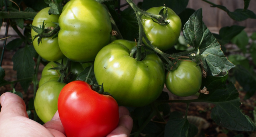 Конфетная фабрика, а не томат: самый подозрительный помидор оказался самым мясистым и сладким - фаворит посадок