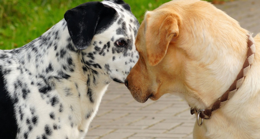 Новичкам не осилить: 10 пород собак которые невозможно дрессировать – а мы их держим в квартирах
