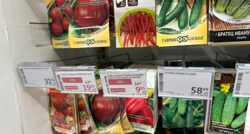 Анализирую мясистые томаты после 3 лет неудач: вывел 1 лучший сорт - всхожесть без усилий и сочная мякоть внутри