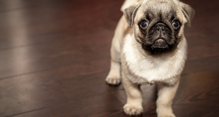 7 пород собак, которые не умеют плавать, а мы их заставляем купаться - найдите свою породу в списке