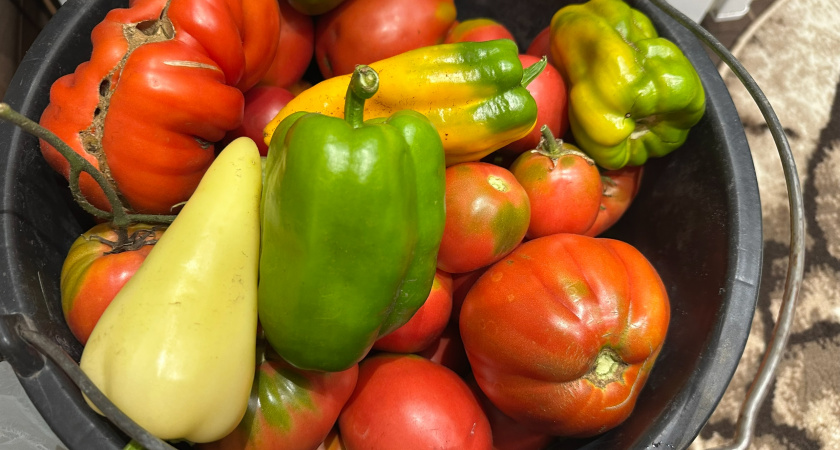 Мой самый урожайный перец: каждый год сажаю перец-матадор - а семье всё мало